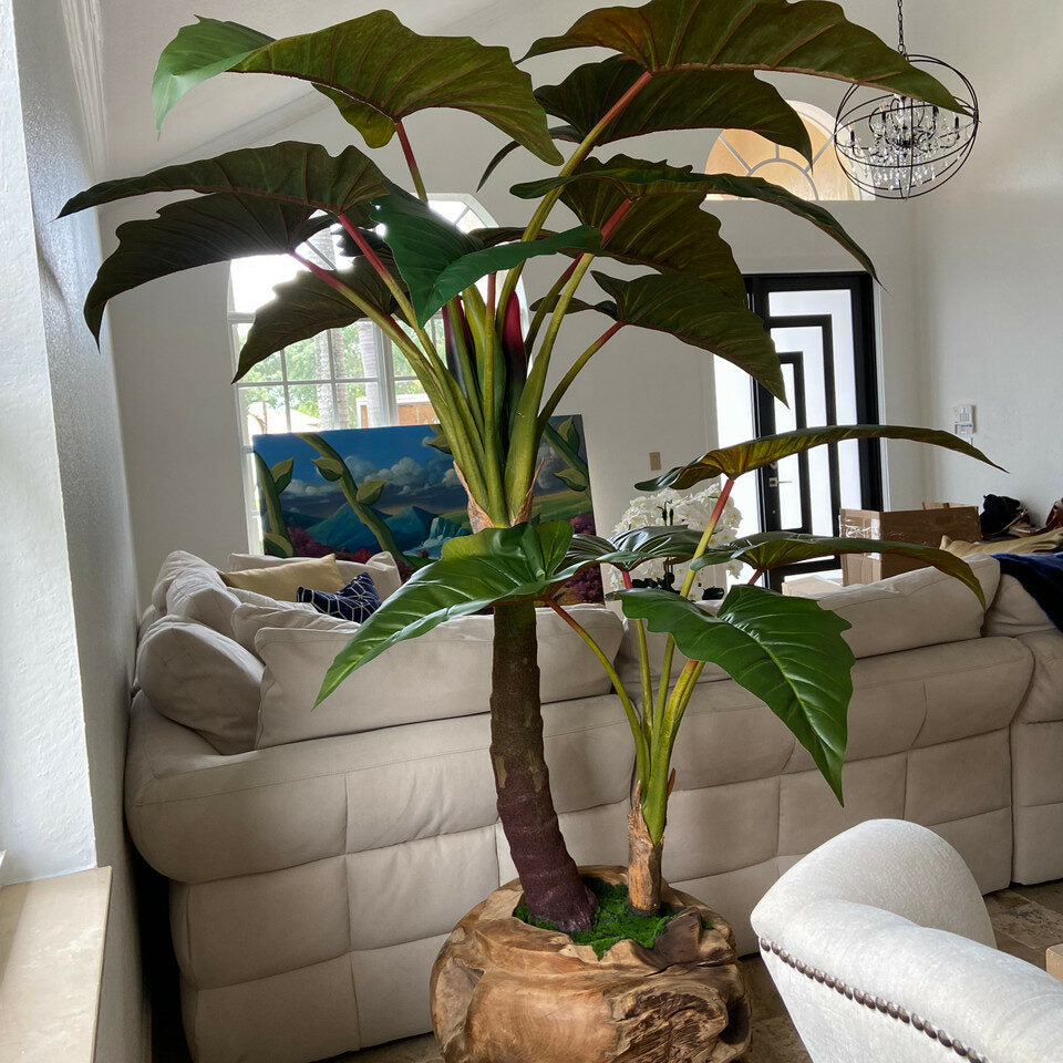 Große Schale aus Teakholz mit Alocasia-Pflanze