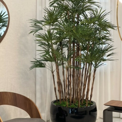 Lady-Palme im schwarzen Terragona-Pflanzgefäß