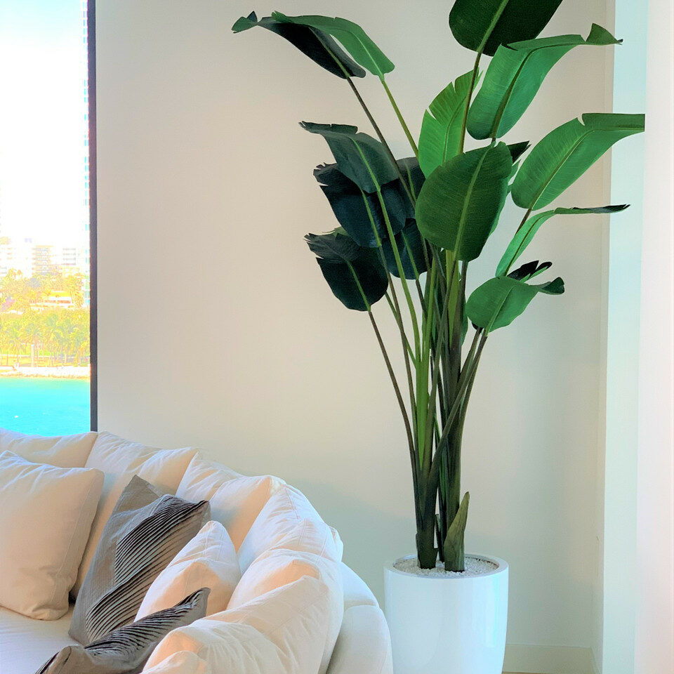Paradiesvogelblume (2,7 m) mit Ben-Pflanzgefäß in glänzendem Weiß